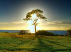 Le vie del risveglio