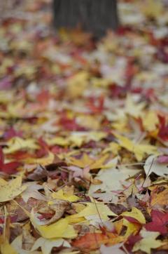 Le Cene Vegane Del Venerdì Al Fuoriluogo