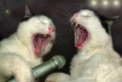Karaoke Night 2019 edition | al Circolo Arci Sud