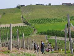 Passeggiata "da La Morra a Verduno, tra dolci colline e antiche vigne" @ domenica 13 ottobre - Associazione Culturale Terre Alte