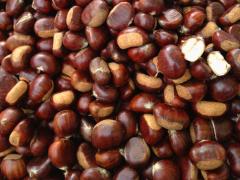 castagnata Su nuraghe 