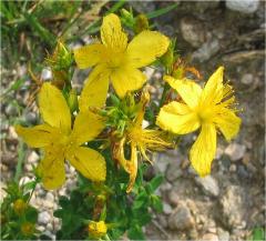 Uscita di riconoscimento vegetali spontanei alimentari e officinali a cura di Salus