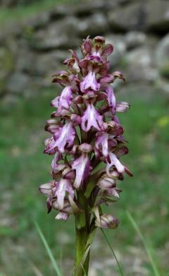 Passeggiata Domenica 4 Maggio: alla ricerche delle orchidee spontanee @ Associazione Culturale Terre Alte