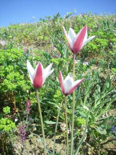 Passeggiata Domenica 13 Aprile: Il Sentiero del Tasso e del Mastodonte @ Associazione Culturale Terre Alte