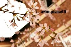 Pasqua all'Asylum Bees-trò