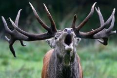 Natale al Magazzino sul Po, si canta!