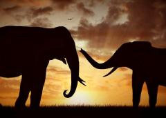 Ebano, percorsi d'Africa