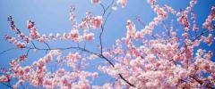 IL GRANDE FRESCO All spring now alle Officine Corsare