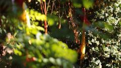 Il solstizio d'estate