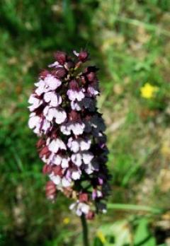 Escursione "Alla ricerca delle orchidee spontanee" - Saliceto 6 maggio - Associazione Culturale Terre Alte