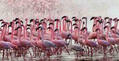PINK PIK-NIK