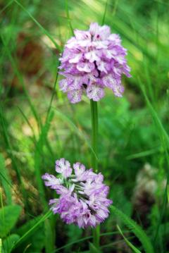 Escursione "Saliceto: Alla ricerca delle orchidee spontanee @ domenica 12 maggio Associazione Culturale Terre Alte