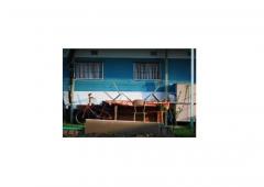 Pellicans at Asylum Bees-trò