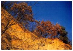 Passeggiata domenica 23 Novembre: Il sentiero del trifolao di Vezza @ Associazione Culturale Terre Alte