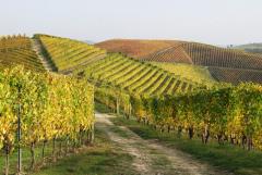 Passeggiata "da Barolo a Monforte, sulle colline del Barolo" @ domenica 20 ottobre - Associazione Culturale Terre Alte