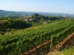Escursione "Per vigne: le colline del Barolo" - Barolo e Monforte - Associazione Culturale Terre Alte