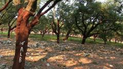 Deserto Verde a Bussoleno per Erre70 - Un'estate al cinema
