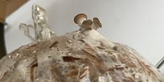 GROWING MUSHROOMS BUT NEVER UNDERSTANDING THE WORLD
