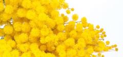  8-9 marzo "LA FESTA DELLA DONNA" al Margot