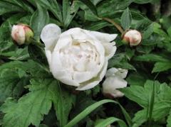 Incontro con la antica Cultura Quechua a cura di Salus