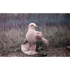  #sundaybrunch w/ JACOB MILSTEIN live al SAMO