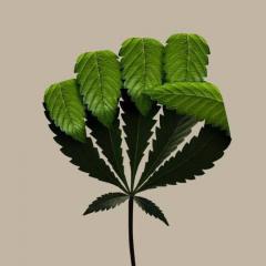 Apericena alla canapa