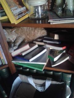 Presentazione circolo di lettura de Il Gatto Grasso