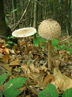Passeggiata "Pocapaglia - Tra i boschi del Bric Torrozzo" @ domenica 17 novembre - Associazione Culturale Terre Alte