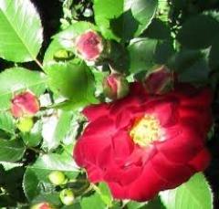 INCONTRI DI AUTOKUNYE a cura di Salus