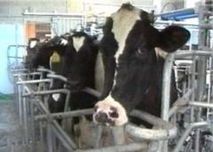 La fabbrica degli animali