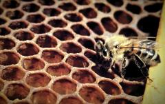 Corso di produzione Pappa Reale