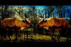 ELECTRIC&DOMESTIC videolive! 